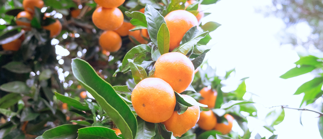 上友農園について - 上友農園